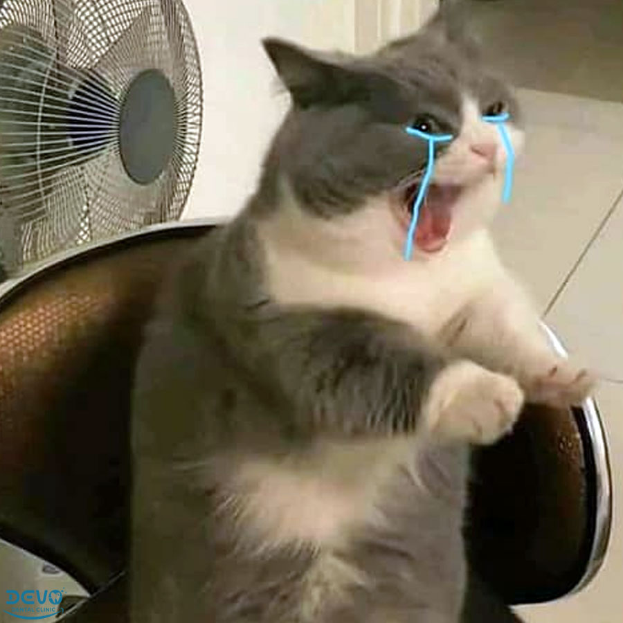 meme m&egrave;o kh&oacute;c g&acirc;y cười