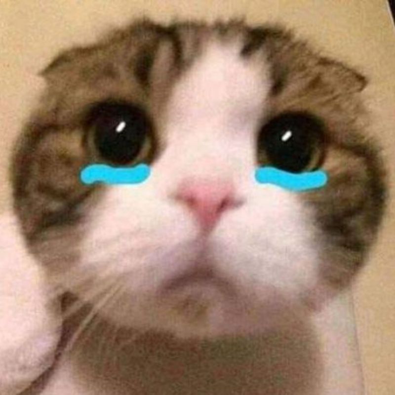 meme m&egrave;o kh&oacute;c h&agrave;i hước