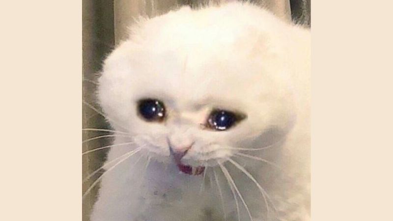meme m&egrave;o kh&oacute;c nổi tiếng