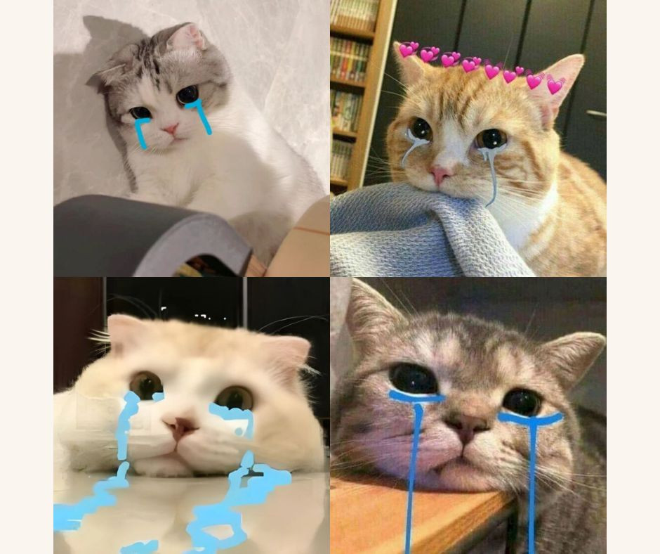 meme m&egrave;o kh&oacute;c 0025