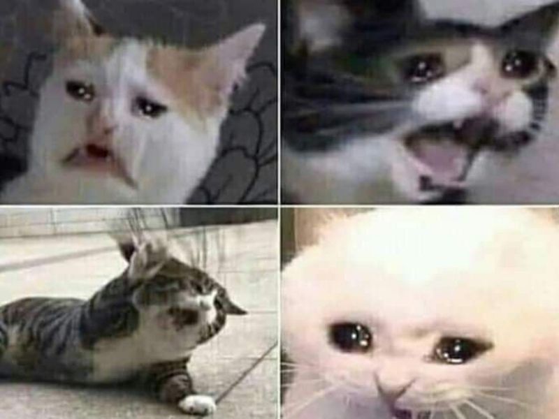 meme m&egrave;o kh&oacute;c 0030