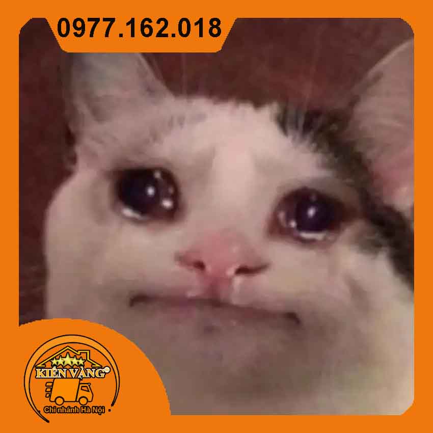 meme m&egrave;o kh&oacute;c 0036