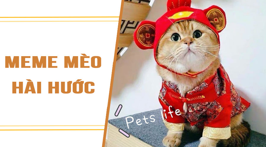meme m&egrave;o kh&oacute;c 0037