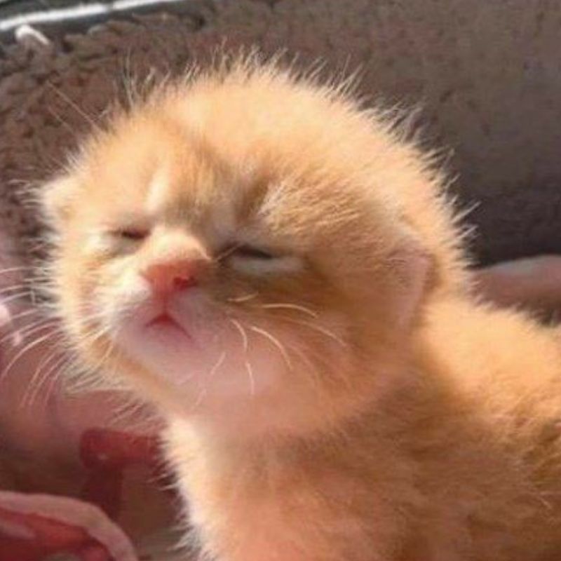 Meme mèo ngủ – cảm nhận sự dễ thương trong giấc mơ của mèo.