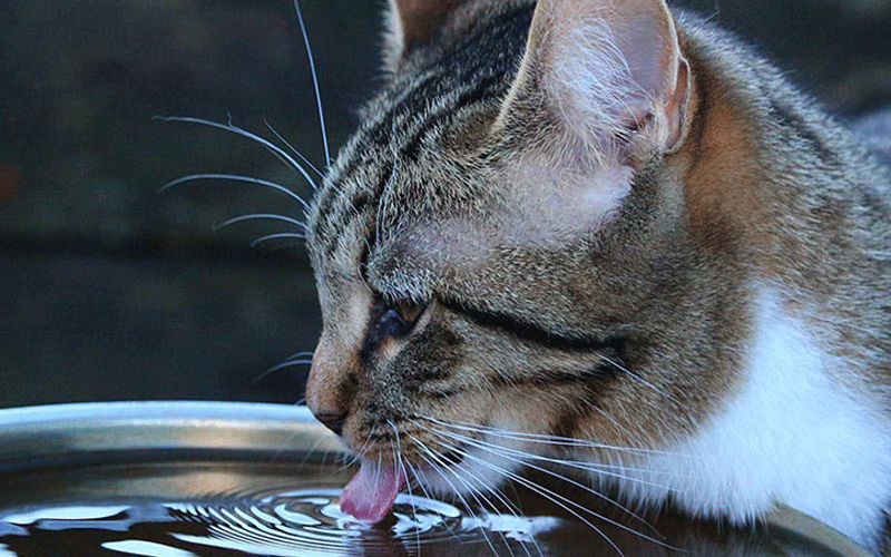 meme mlem g&acirc;y sốt