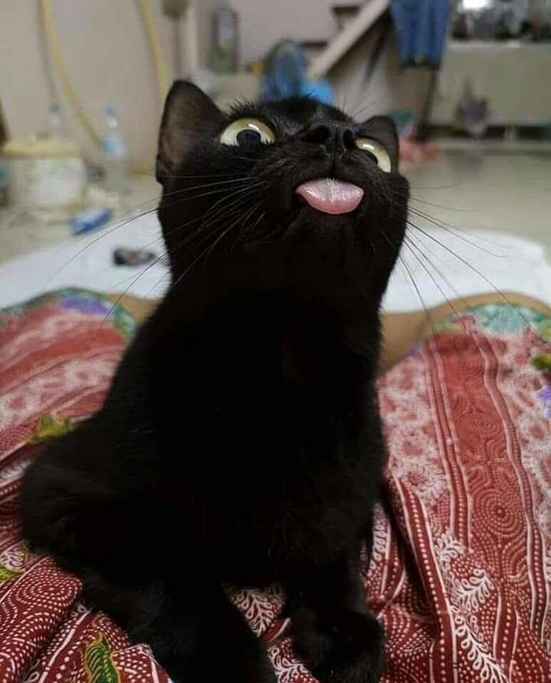 meme mlem trong game