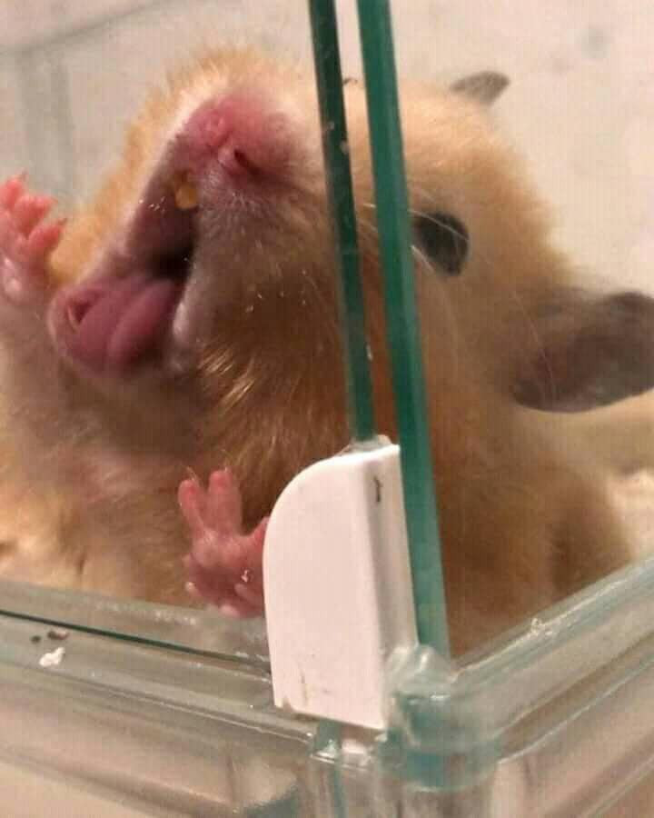 meme mlem v&agrave; ảnh vui