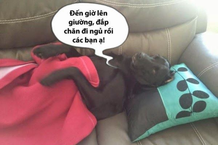 meme ngủ ngon h&agrave;i hước