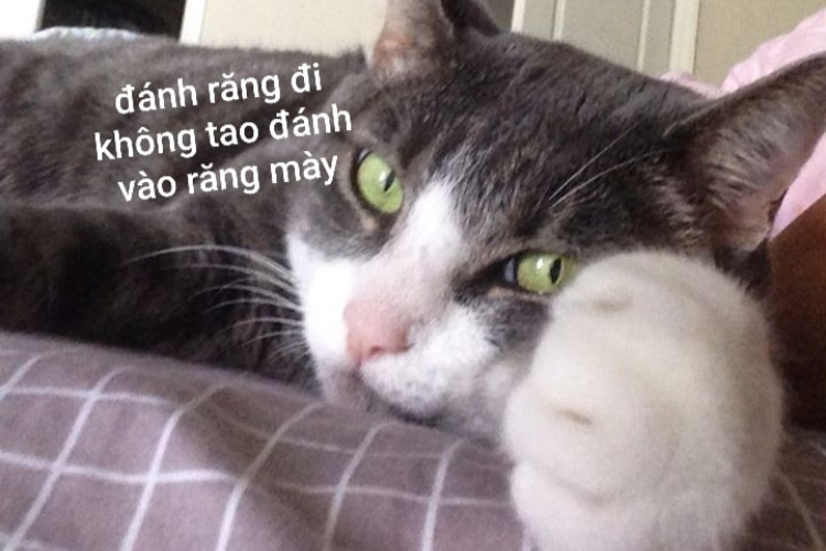 meme ngủ ngon th&uacute; vị