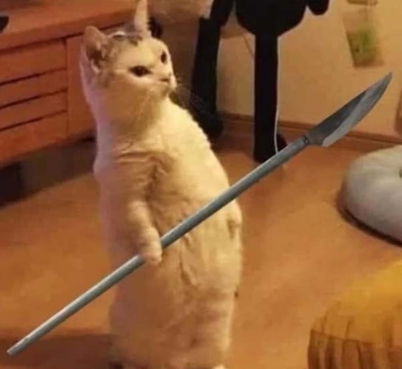 Không gian sống động với phóng lợn meme – sưu tập những khoảnh khắc vui nhộn!