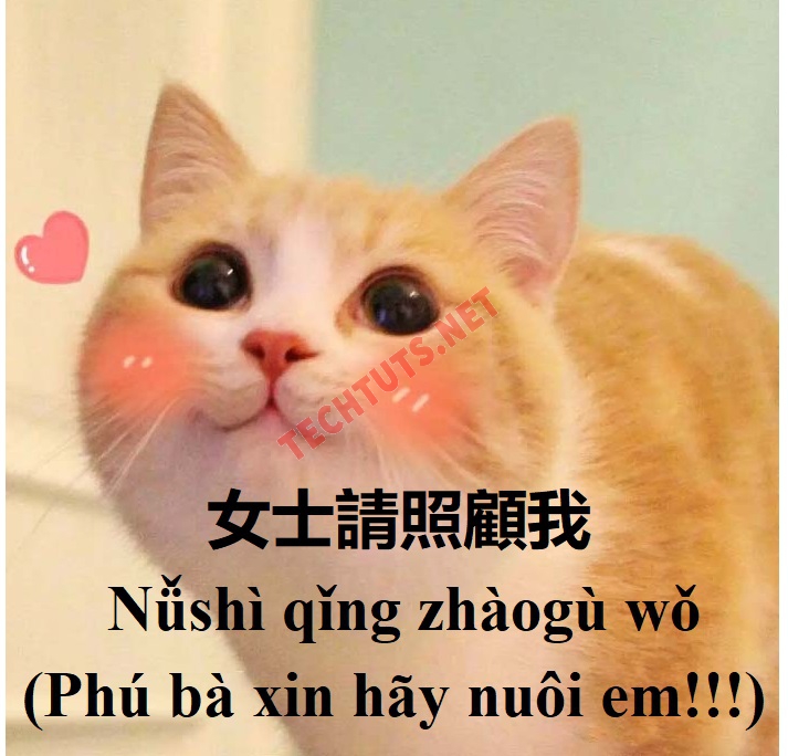 Phú bà xin hãy bao nuôi tôi meme – tinh thần sống động và cá tính riêng biệt