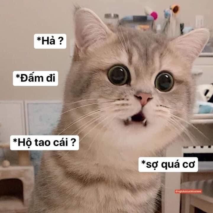 meme sợ qu&aacute; cực chất