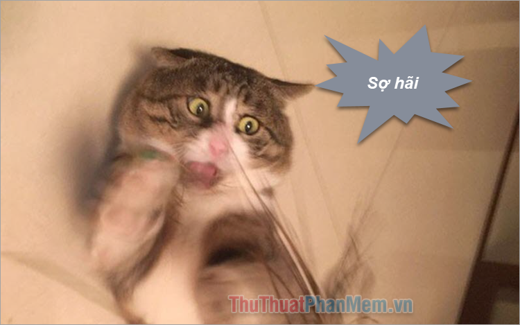 meme sợ qu&aacute; đang trending
