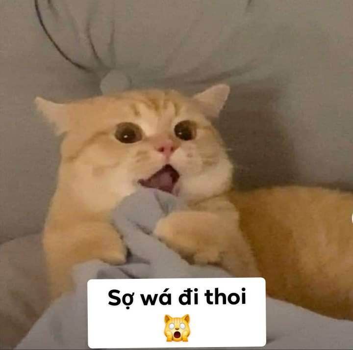 meme sợ qu&aacute; h&igrave;nh ảnh