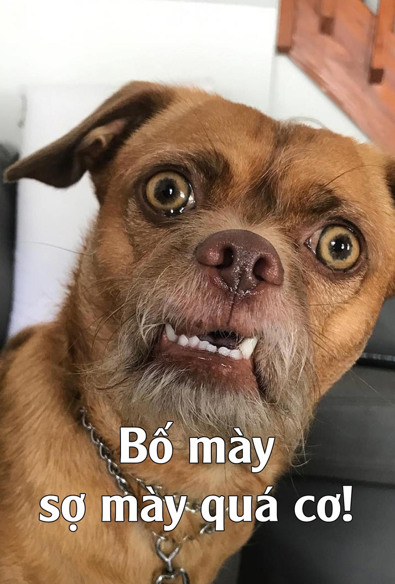 meme sợ qu&aacute; vui nhộn