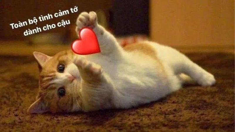 meme tr&aacute;i tim 0023