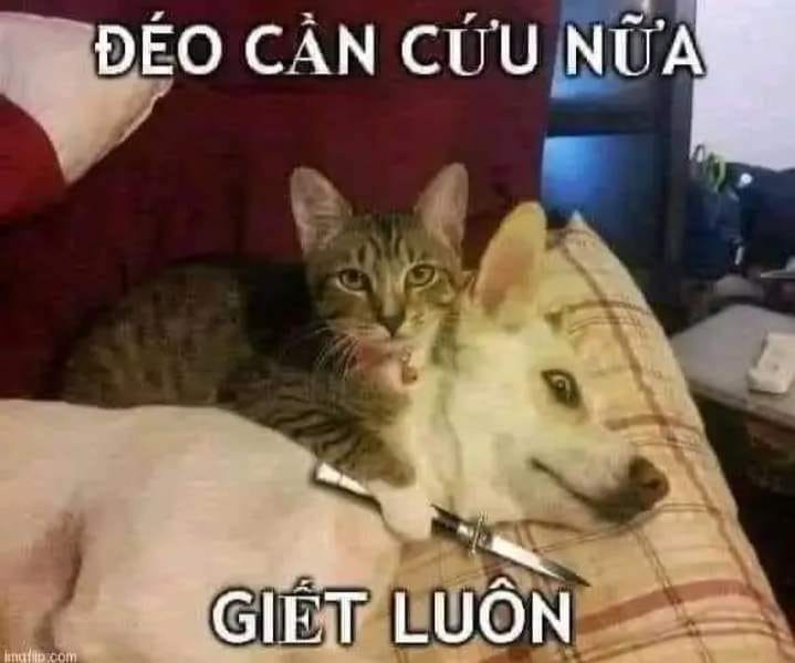 m&egrave;o cầm dao meme 0023