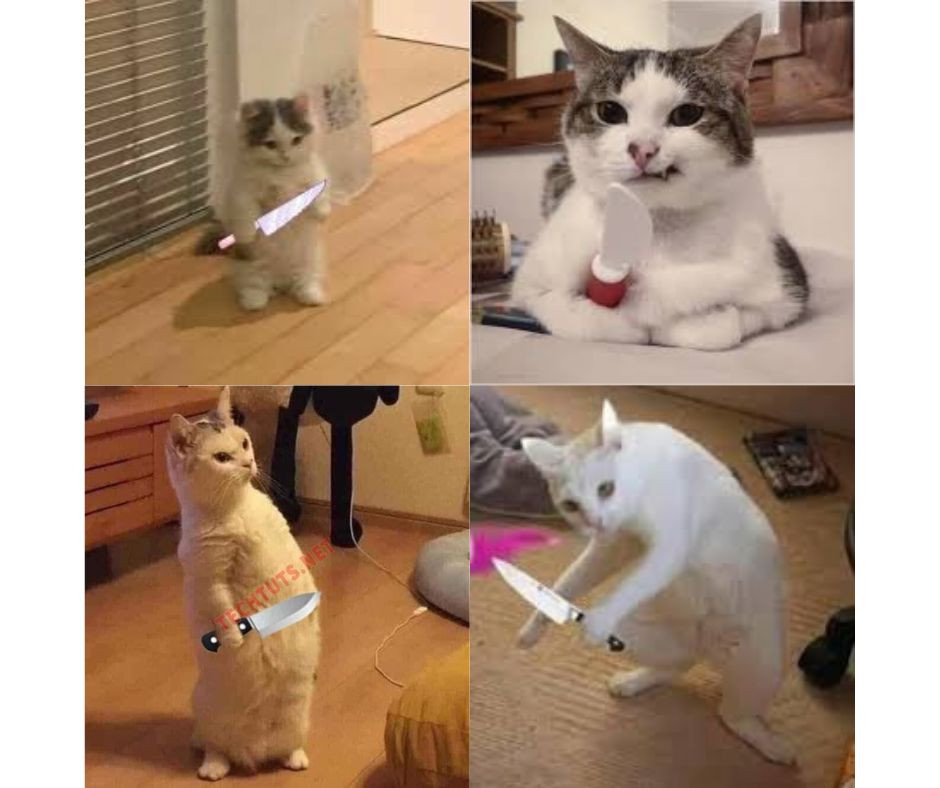 m&egrave;o cầm dao meme 0024