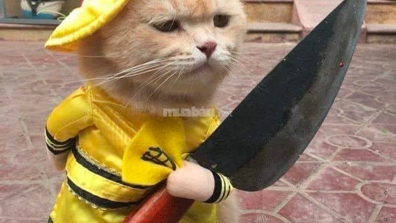 m&egrave;o cầm dao meme 0027