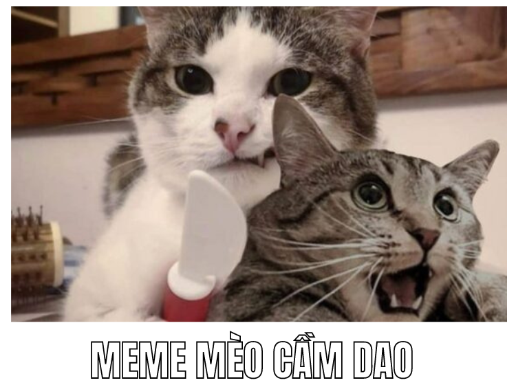 m&egrave;o cầm dao meme 0029