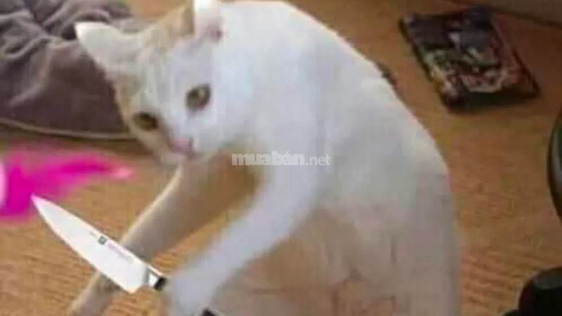 m&egrave;o cầm dao meme 0040