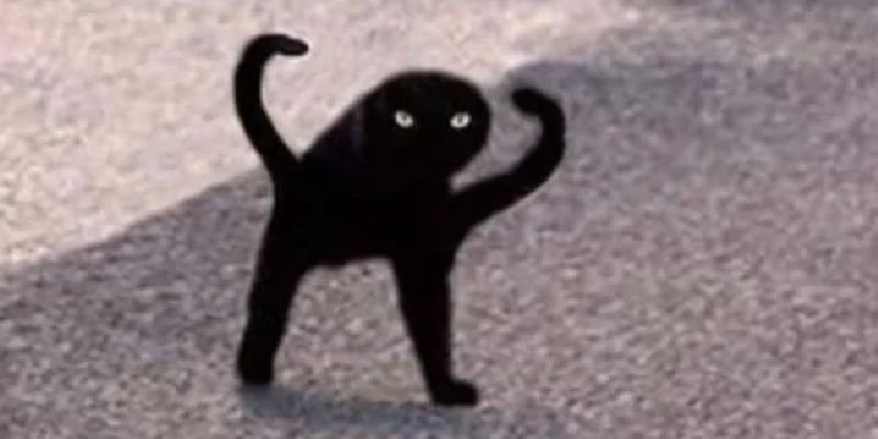 m&egrave;o đen meme 0040