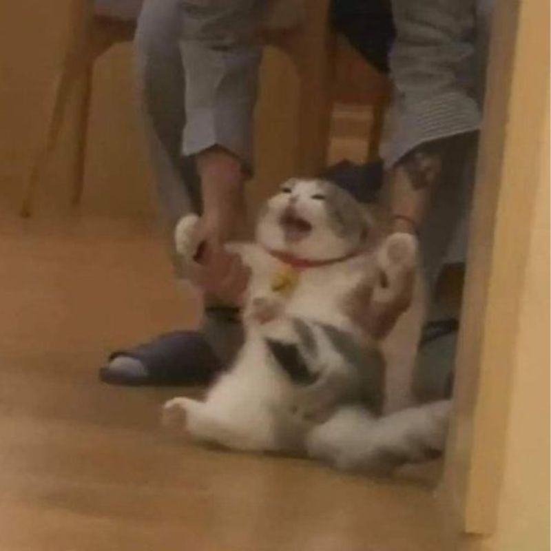 Meme mèo bất lực – tận hưởng những khoảnh khắc vui nhộn đầy sáng tạo