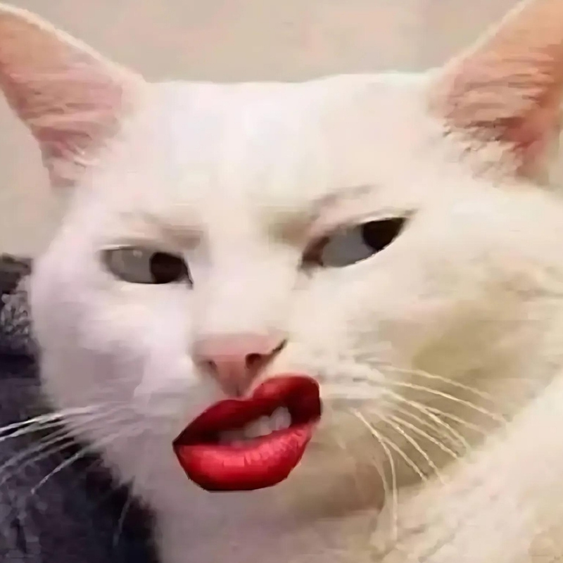 m&egrave;o meme cười v&agrave; sự s&aacute;ng tạo