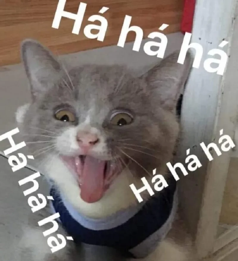 m&egrave;o meme cười 0022