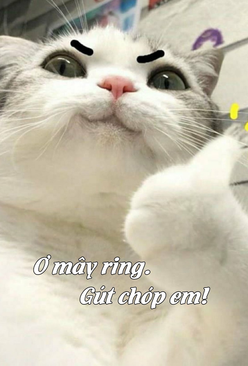 m&egrave;o meme cười 0024