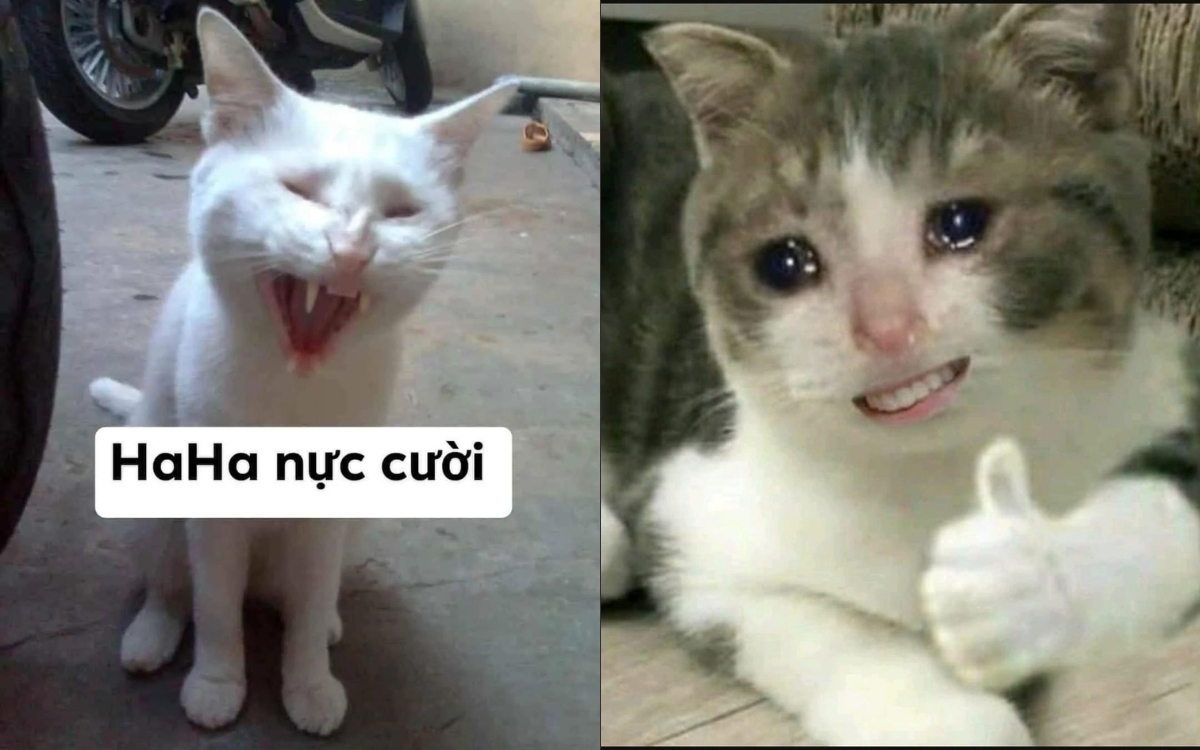 m&egrave;o meme cười 0029