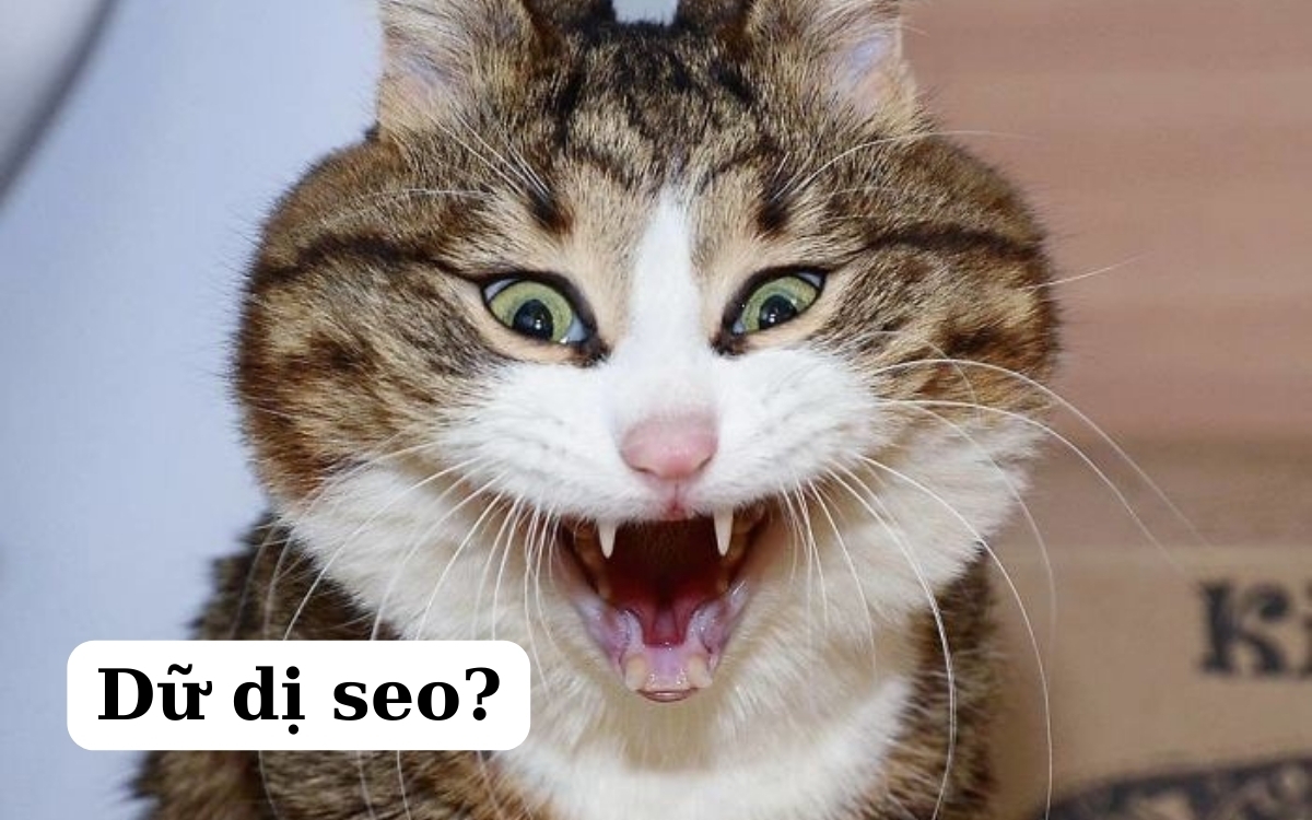 m&egrave;o meme cười 0031