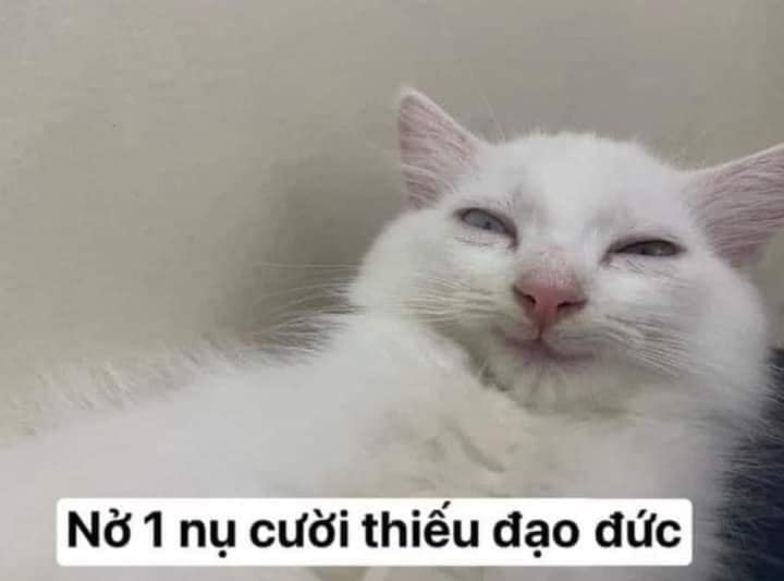 m&egrave;o meme cười 0035