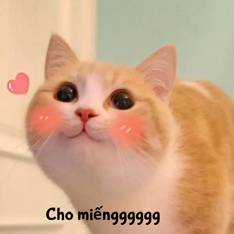 m&egrave;o meme cười 0036