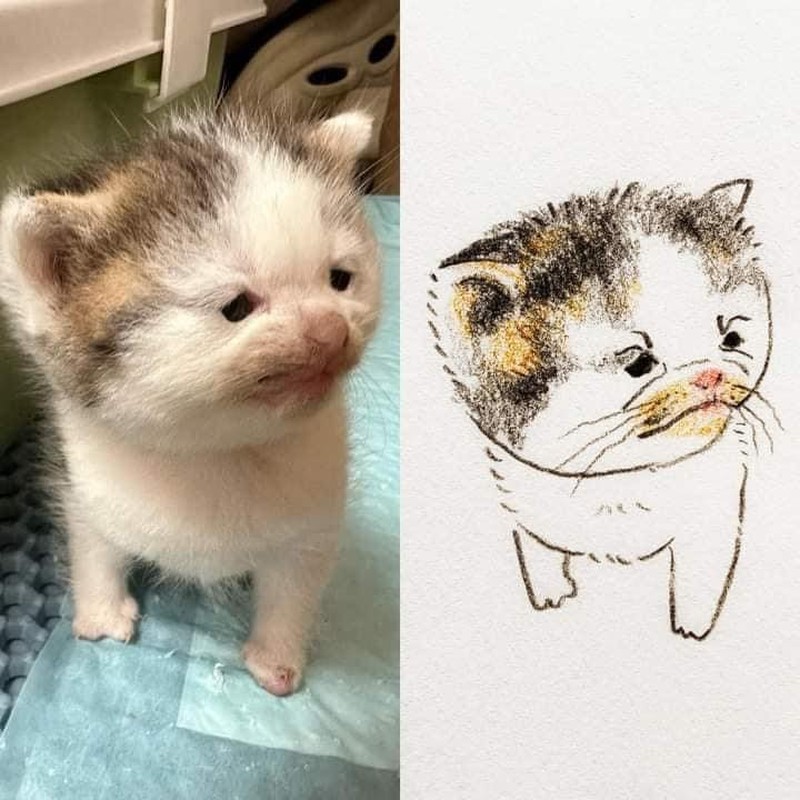 m&egrave;o meme cười 0037