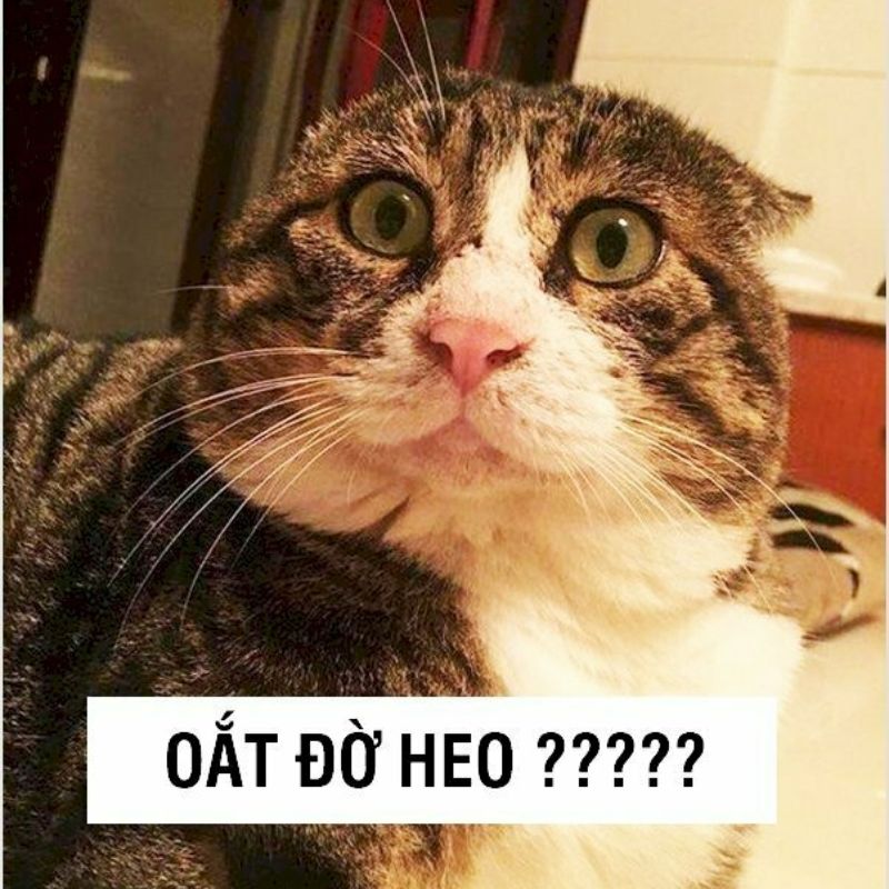 m&egrave;o meme cười 0038