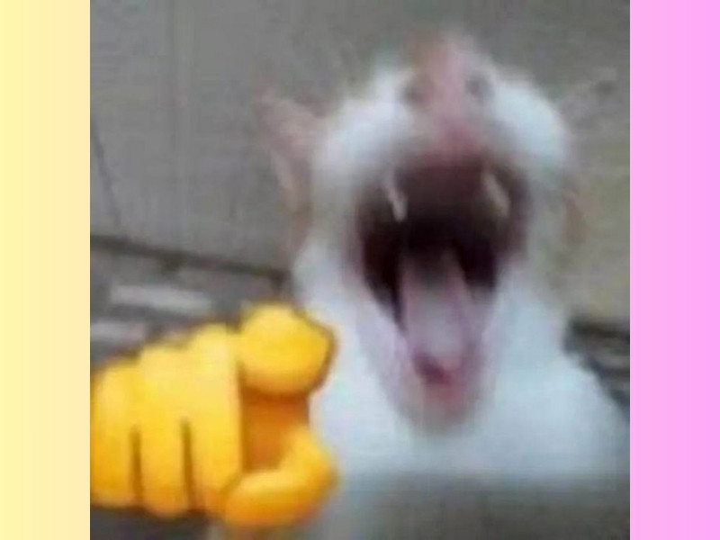 m&egrave;o meme cười 0041