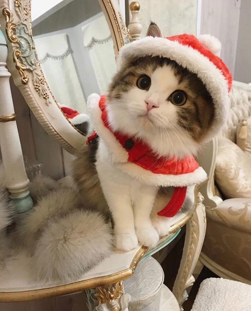 m&egrave;o noel meme