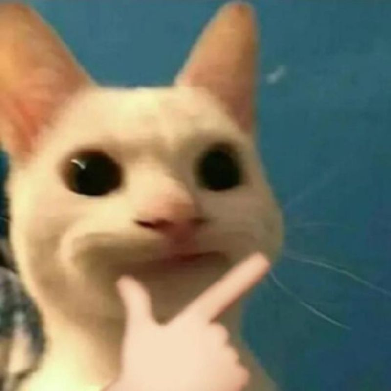 những mẫu m&egrave;o meme cười được y&ecirc;u th&iacute;ch