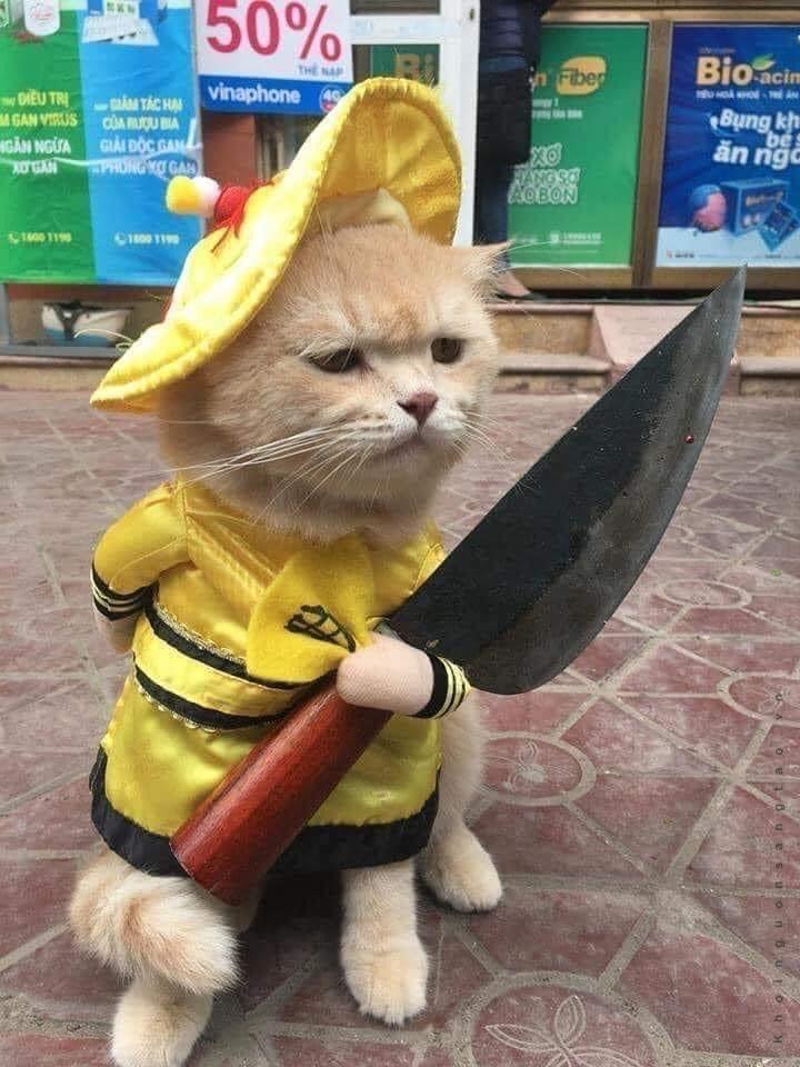 ph&oacute;ng lợn meme viral
