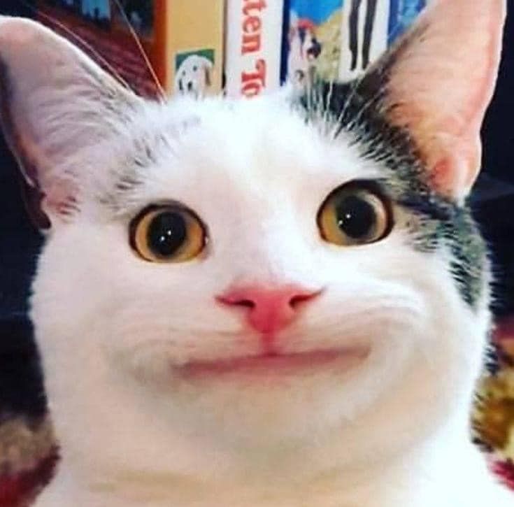 sự lan tỏa của m&egrave;o meme cười