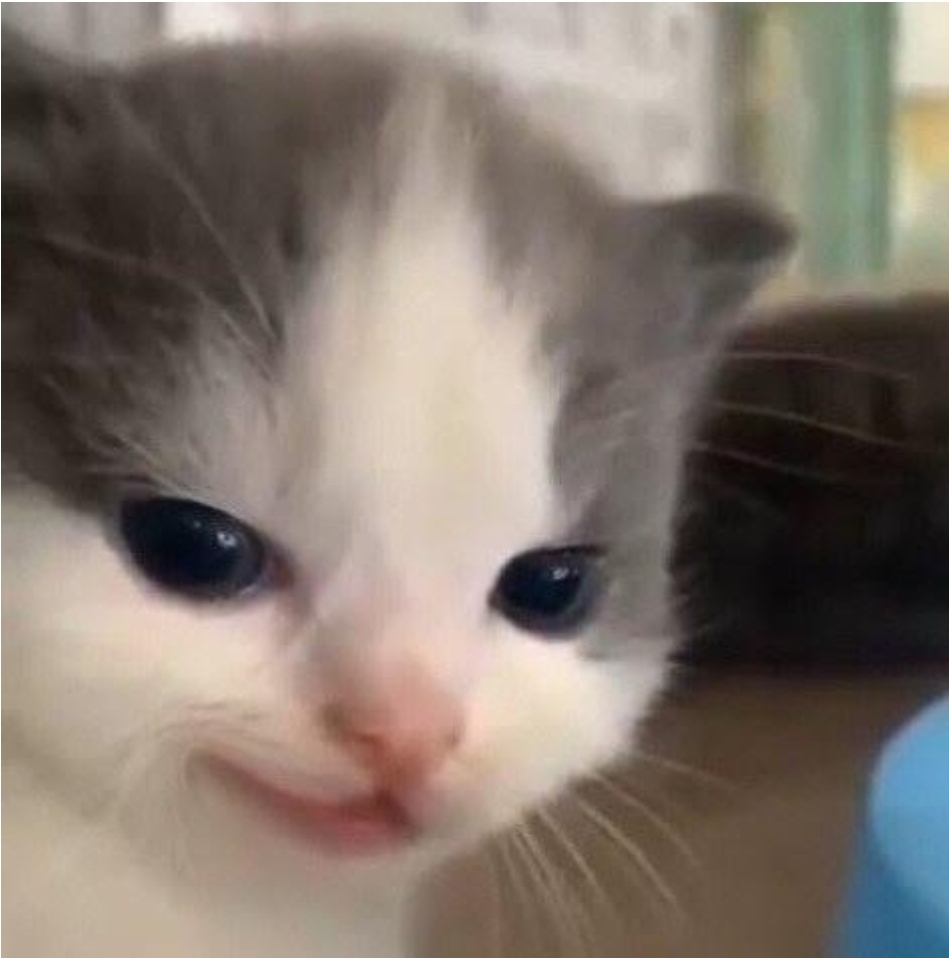 tải h&igrave;nh nền hehe meme