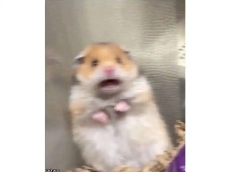 tải h&igrave;nh nền meme con chuột miễn ph&iacute;