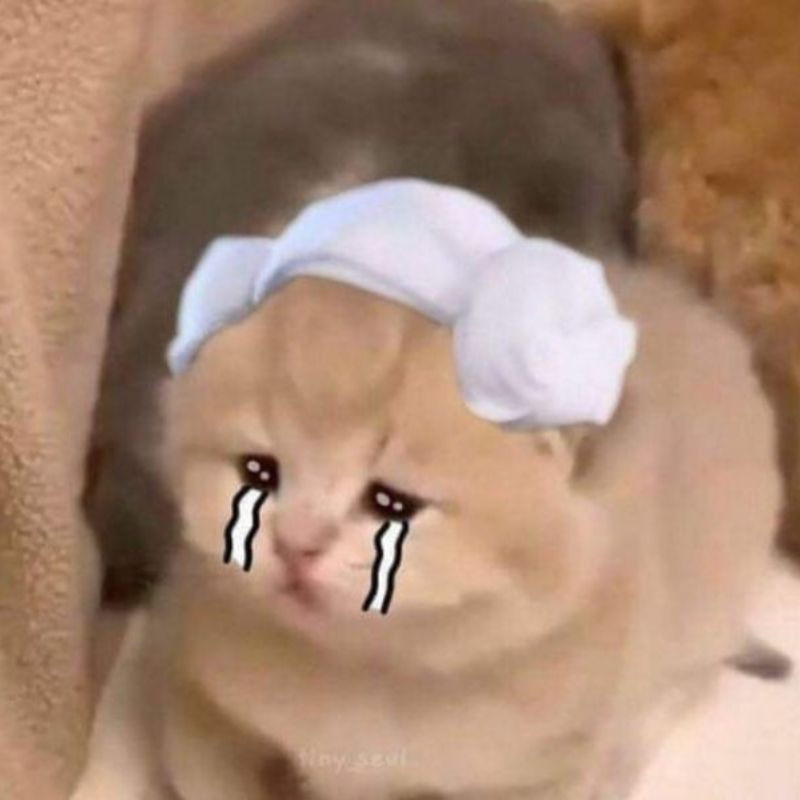tải meme m&egrave;o kh&oacute;c miễn ph&iacute;.