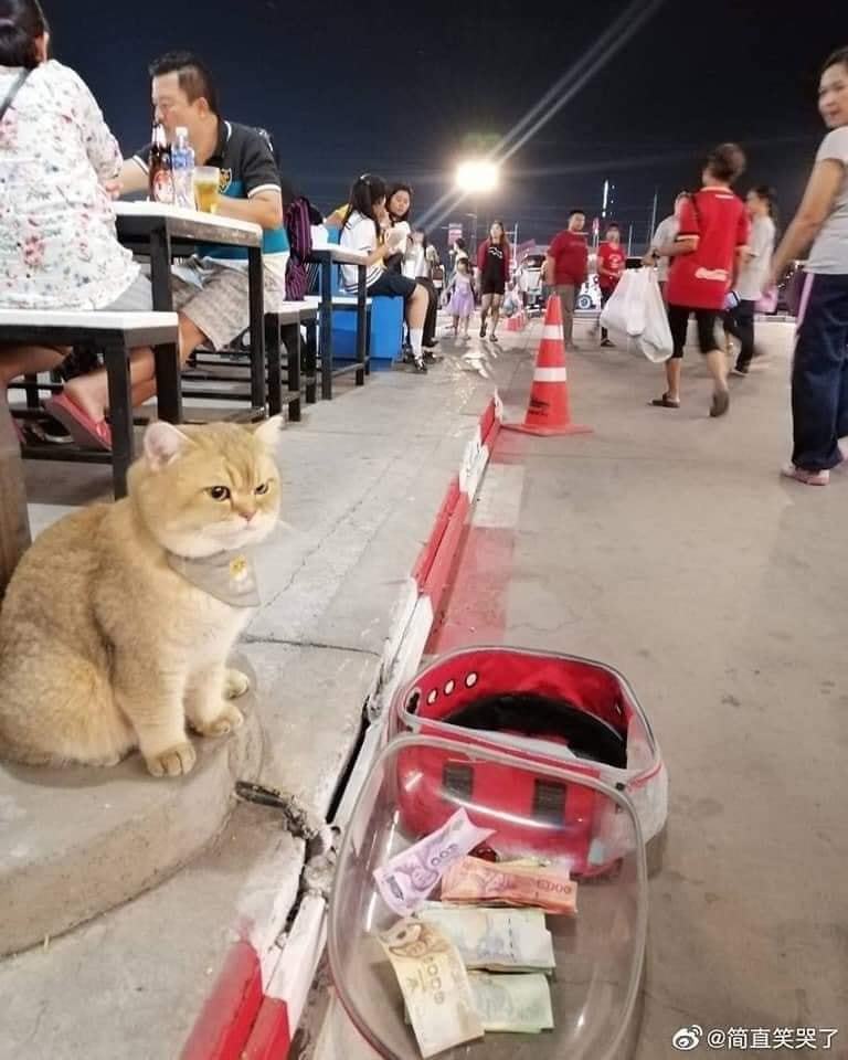 t&igrave;m kiếm meme ăn xin