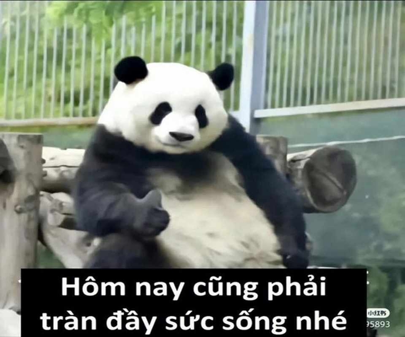 tổng hợp meme h&agrave;i trung quốc.