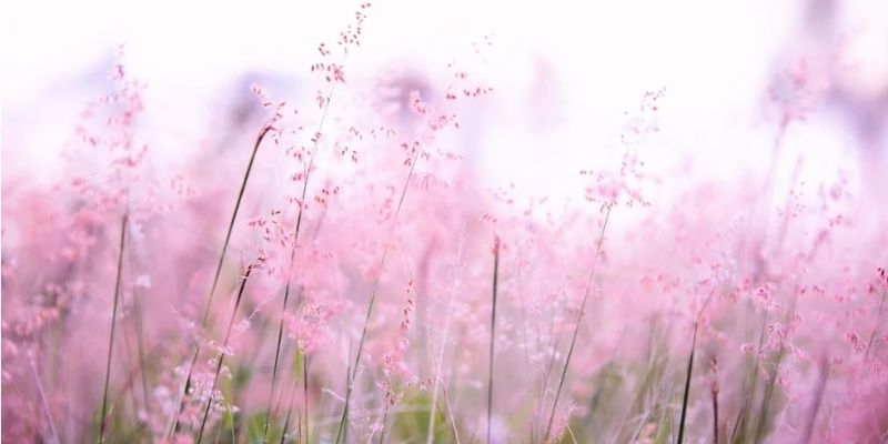 tuyển chọn hình ảnh đẹp về thiên nhiên