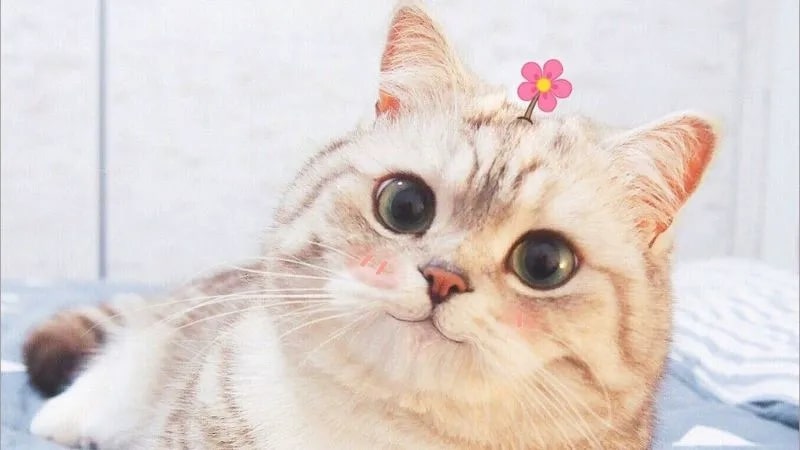 Xinh đẹp tuyệt vời meme – mang nét phong thủy làm tan chảy cơn giận!