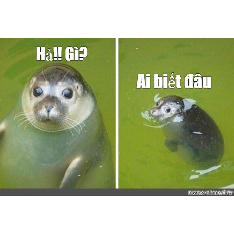 &yacute; nghĩa meme ai biết g&igrave; đ&acirc;u