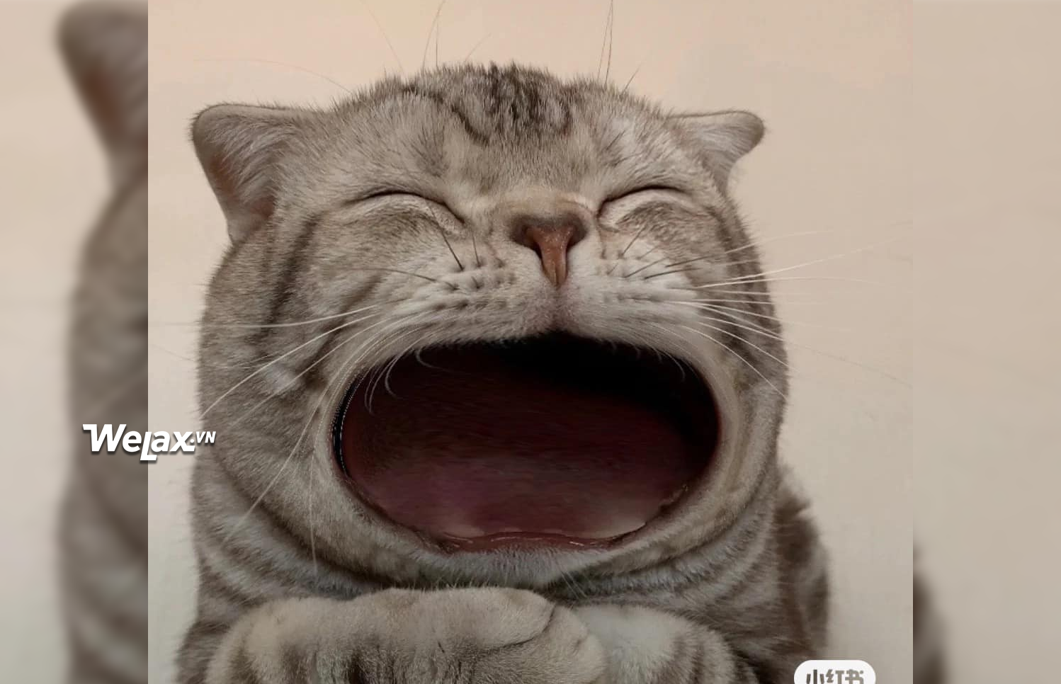 &yacute; tưởng h&agrave; mồm meme m&egrave;o cười